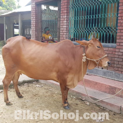 শাহিওয়াল গাভি বিক্রয় করা হবে।